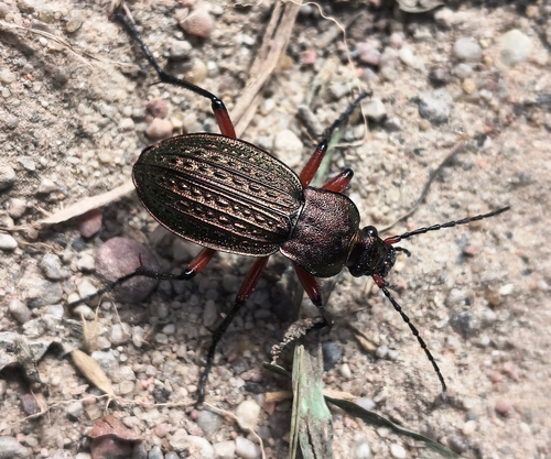 Carabus cancellatus