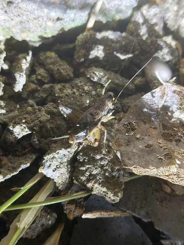 Loxoblemmus doenitzi