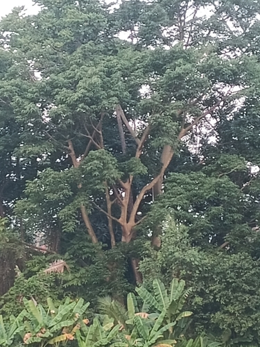 Abbey Fig