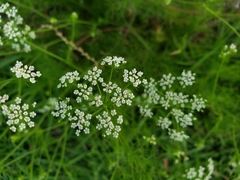 Ptilimnium