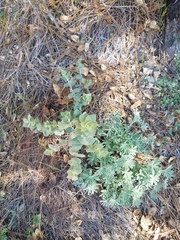 Arctostaphylos luciana