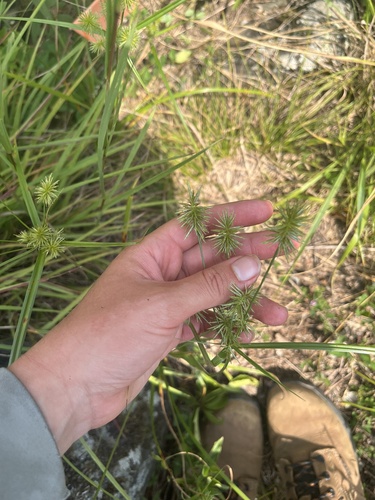 Cyperus lancastriensis, 2026-08-10