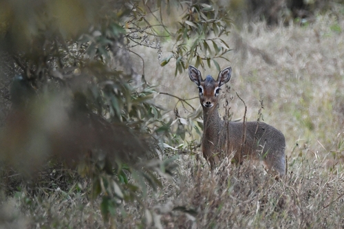 Cavendish's Dik-dik