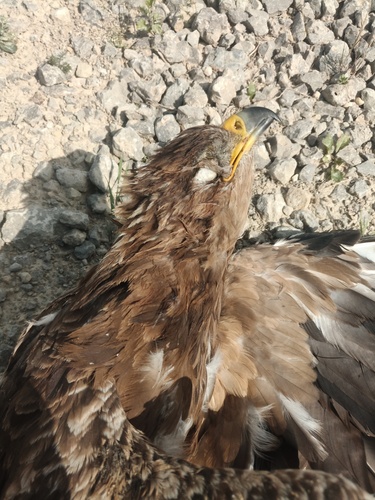 Lesser Spotted Eagle