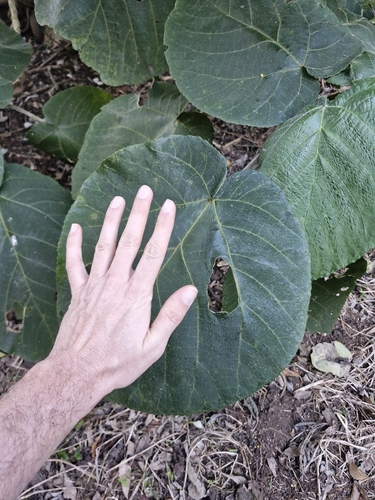 Giant Stinging Tree