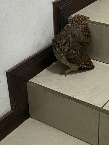 Tropical Screech-Owl