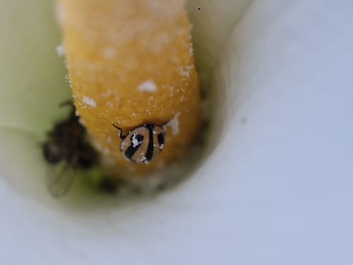 Striped Ladybird