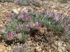 Trifolium andersonii