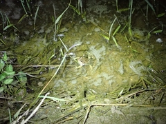 Pelophylax chosenicus