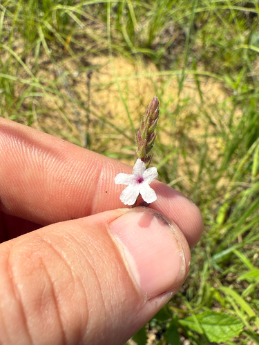 Carolina vervain