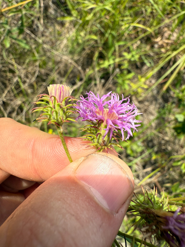 Narrow Leaf Ironweed