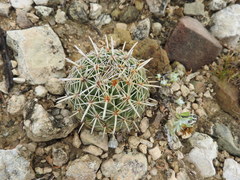 Coryphantha salinensis