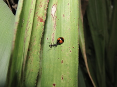 Coelophora biplagiata