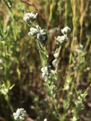 Micropus californicus