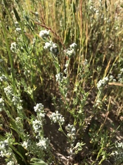 Micropus californicus