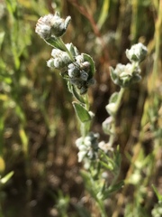 Micropus californicus