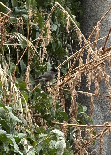 Eurasian Blackcap