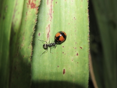 Coelophora biplagiata