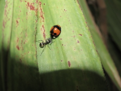 Coelophora biplagiata