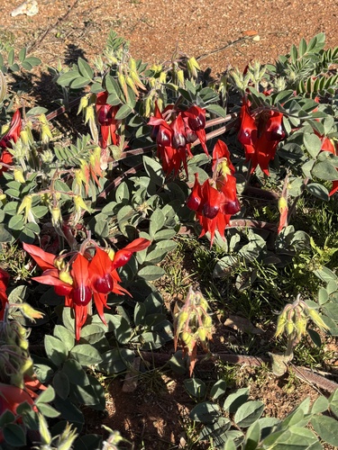 Sturt's Desert Pea