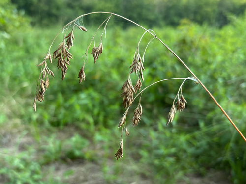 Festuca paradoxa, 2026-08-07