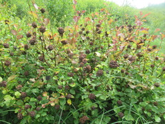author not stated, no rights reserved Salix pyrolifolia, photograph author not stated, no rights reserved