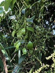 Dioscorea cirrhosa
