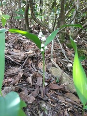 Convallaria pseudomajalis