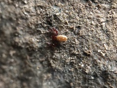 Neobisiidae