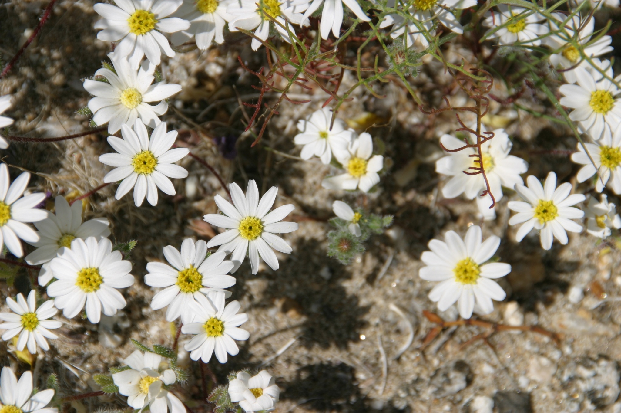 Monoptilon bellioides