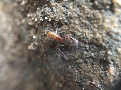 Neobisiidae