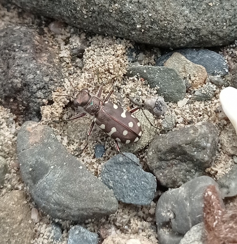 Littoral Tiger Beetle