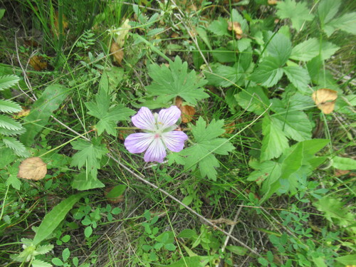 Geranium wlassovianum, photograph 4