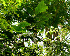 Artocarpus lanceifolius