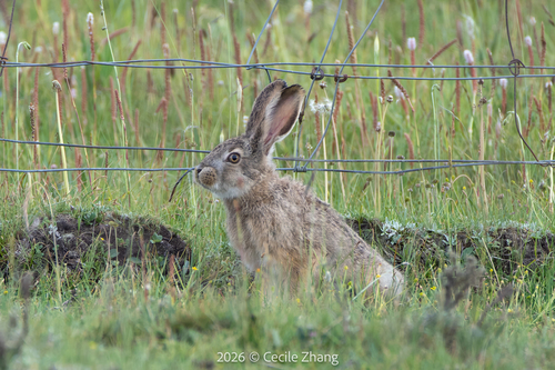 Woolly Hare