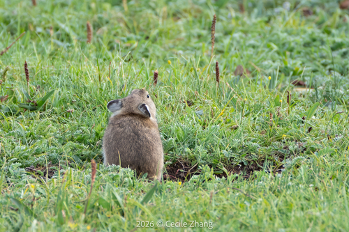 Black-lipped Pika