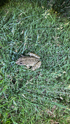 Black-spotted Frog