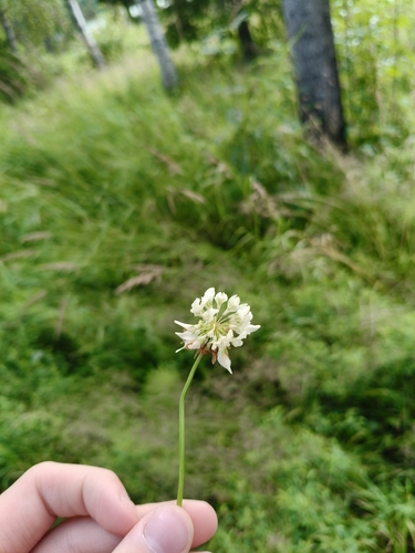 white clover