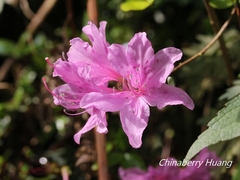 Rhododendron noriakianum