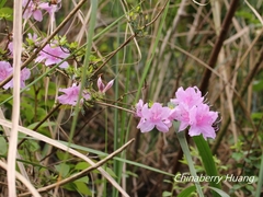Rhododendron noriakianum