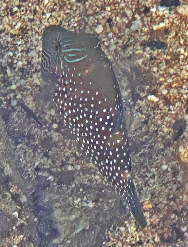 Canthigaster observed 2026-08-11