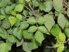 Rubus parviaraliifolius