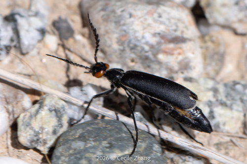 Epicauta sibirica