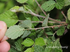 Rubus parviaraliifolius