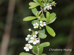 Spiraea prunifolia pseudoprunifolia