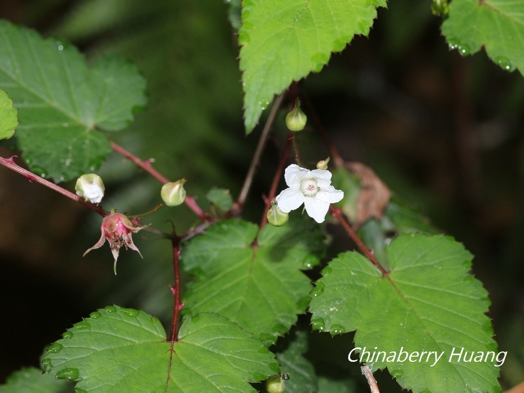 Rubus trianthus