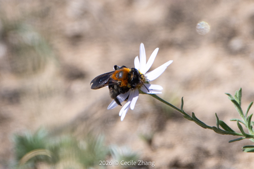Cliff Mining Bee