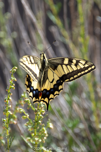 Old World Swallowtail