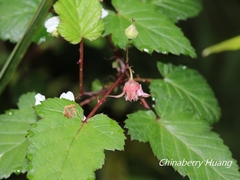 Rubus trianthus