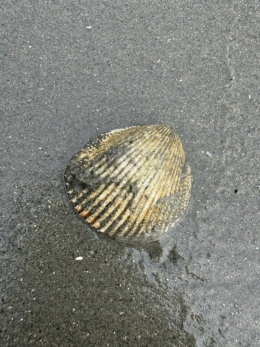 Dallocardia muricata observed 2026-08-12